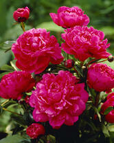 Без бренда «2KMB-4036» в Костроме