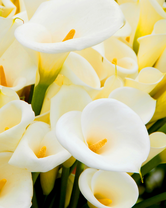 Без бренда «Белые каллы» в Костроме