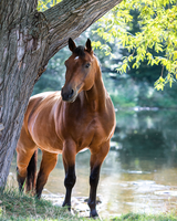Без бренда «Лошадь у дерева» в Костроме