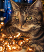 Без бренда «2KXSB-0678» в Костроме