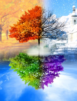 Без бренда «Четыре сезона одного дерева (10шт)» в Костроме