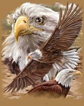 Без бренда «Коробка 20 шт: Орёл крупным планом» в Костроме