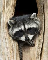 Без бренда «Енот в дупле» в Костроме