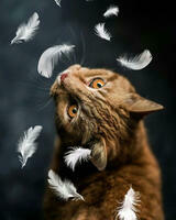 Без бренда «Кот среди перышек» в Костроме