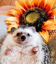 Весёлый еж и подсолнух