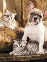 Без бренда «Милый щенок французского бульдога и два котёнка» в Костроме в интернет-магазине  Без бренда «Милый щенок французского бульдога и два котёнка» в Костроме