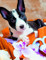 Без бренда «Милый черно-белый щенок и орхидеи» в Костроме