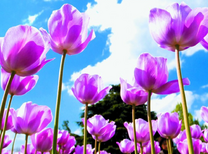 Нежно-сиреневые тюльпаны