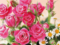 Без бренда «Букет розовых роз и ромашки» в Костроме