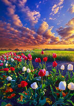 Без бренда «Поле тюльпанов под облачным небом» в Костроме